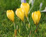 Crocus 8P33D-15
